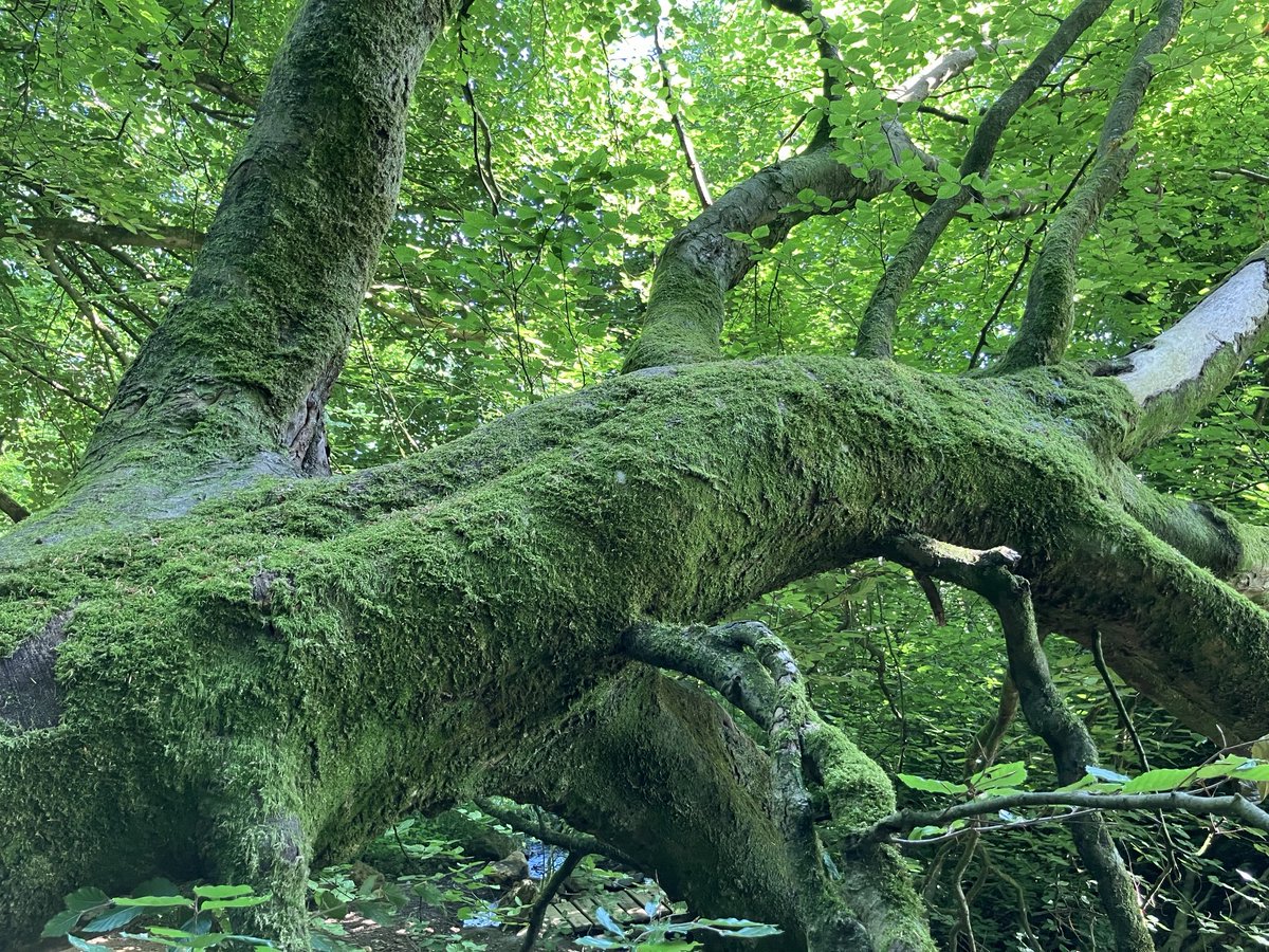 Janenewberry55's tweet image. I really wanted to climb this tree today …. So I did. You really mustn’t let the 70 thing get in the way…. #beautifulworld. #writing community