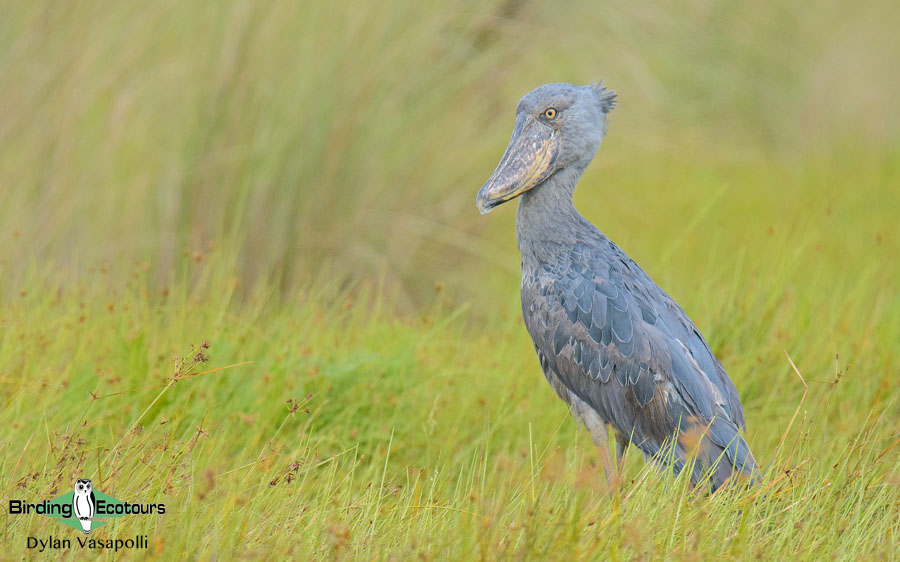 🚨 New Tour Update Channel!
Josh’s Ultimate Uganda birding &amp; primate tour starts tomorrow!

Join our admins-only WhatsApp group for exclusive daily updates—Shoebill, Green-breasted Pitta, Gorillas &amp; more!

Follow the action 👉 chat.whatsapp.com/GARJD39lVwOKhE…