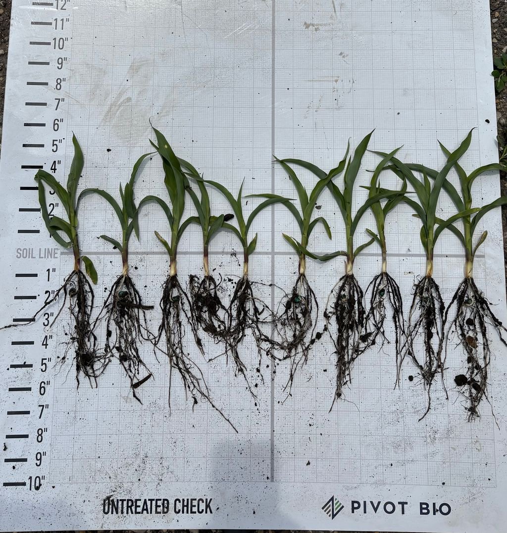 Big things happening with early results in Wilken County, MN 🌱 This grower replaced 40 lbs of nitrogen with Pivot Bio PROVEN G3 on Midwest seed - and the difference shows. More root mass, more uniform stands and healthier plants across the board. More early results are coming in