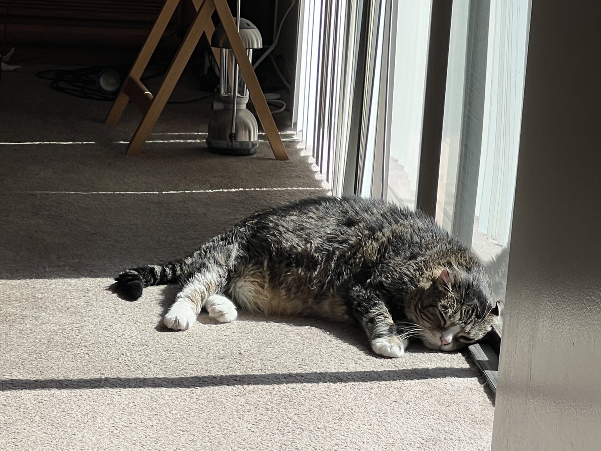 ballothecat's tweet image. It’s official #JuneGloom is over