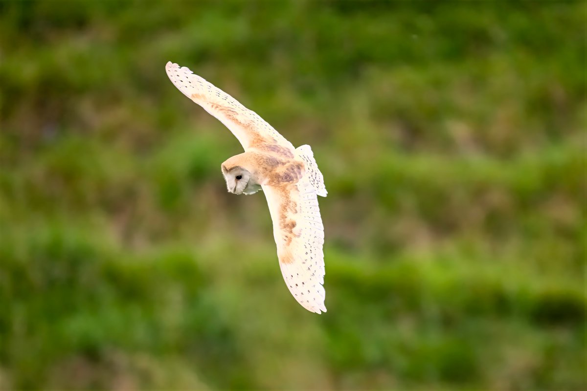 mikesaltsman194's tweet image. and finally what do you think about this one thanks to a great bit of kit in the form of #R5 #RF200-800mm and edited using awesome @topazlabs AI @CanonUKandIE