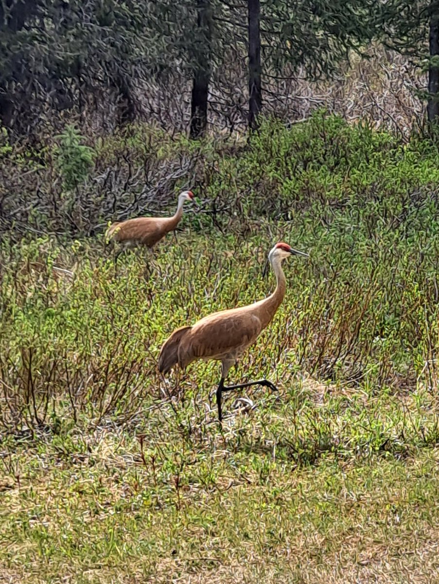 Here are some birds that like to hang out in my yard. 🪶 #yardbirds #amazingwildlife