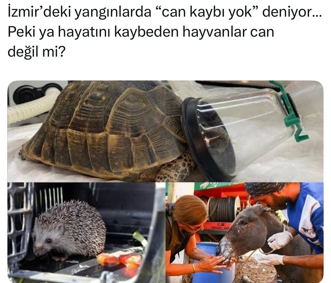 'Doğaya karşı işlenen bir suçun öcü, insan adaletinden daha zorlu olur.' (Dostoyevski) İnsanoğlu ne zalim📌 #izmiryanıyor #izmiryangın