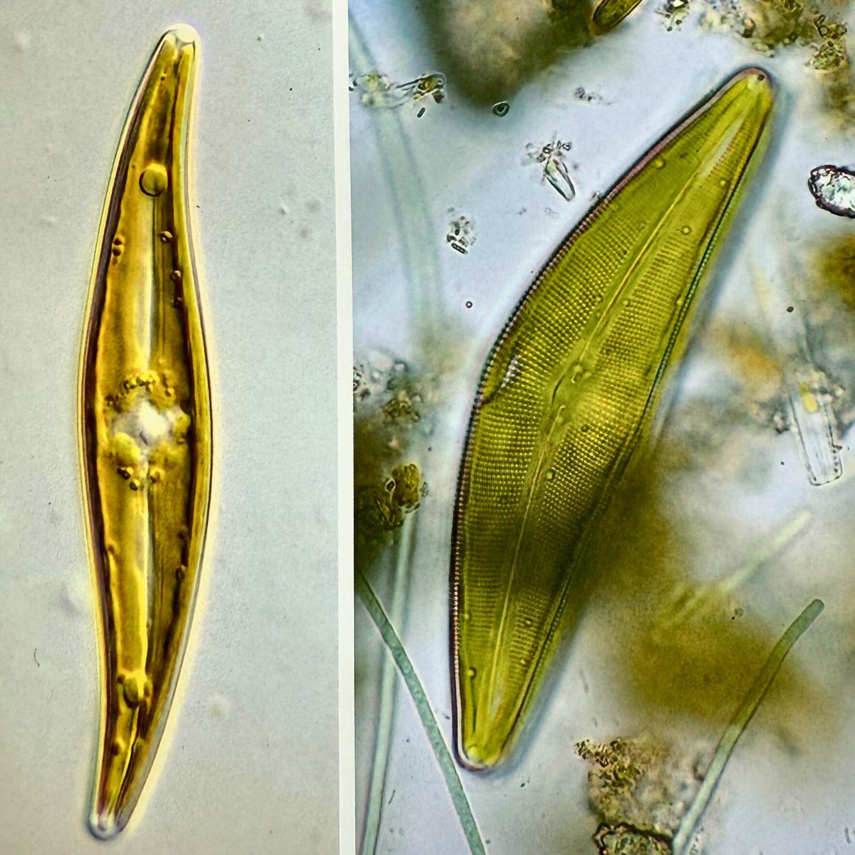 For this Microscope Monday 🔬 please allow us to share some dazzling #Diatoms! These fabulous specimens feature in #FreshwaterAlgae: Their microscopic world explored.

Curious about #FreshwaterAlgae? We have a limited number of this hardback in our shop:
fba.org.uk/shop/p/freshwa…