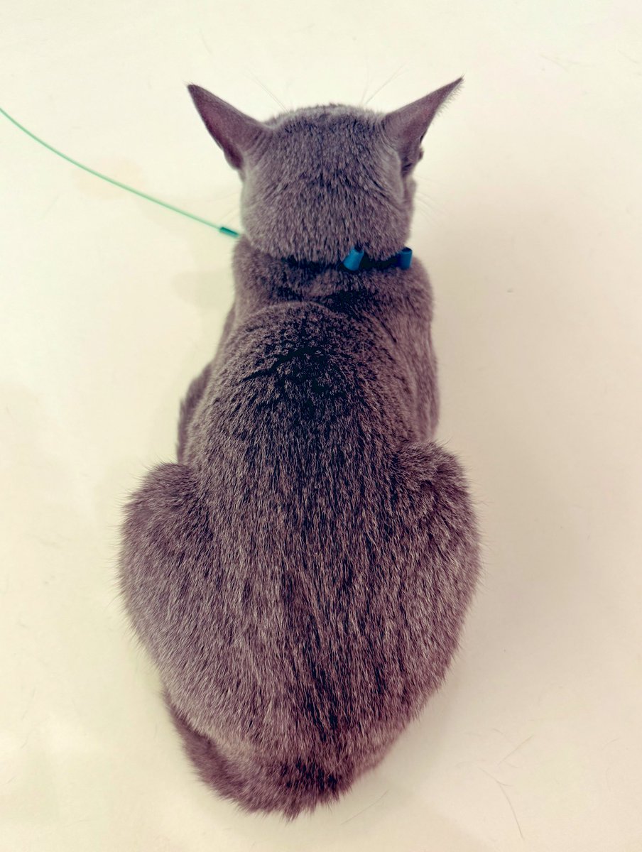 7月に入った〜

暑い日が続いてバテ気味にて
旦那さんとデート焼肉へ！

帰宅すると

「ふーん
 オレたちのチュールは…？」

と、おケツ向けてふてる息子。

…

このフォルムよ…
愛しさがつまったこのフォルム…

愛だよ、愛…

尊さしかない…

たまらん♡

今日は多めねww
(お地蔵ちゃんに似とる)