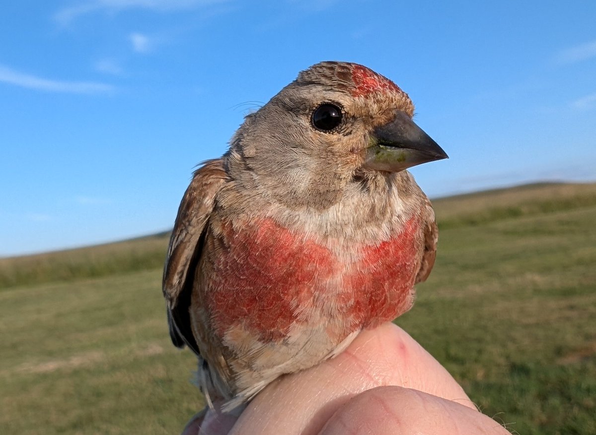 mattthesparrow's tweet image. Lots of people moan about the state of nature in the UK, and they are right to do so. But there are pockets of excellence. I was at one yesterday. There were 3-400 Linnets including this stunning male that we ringed as a juvenile 3 years ago. Plus 200 Corn Buntings & 40 Skylarks!