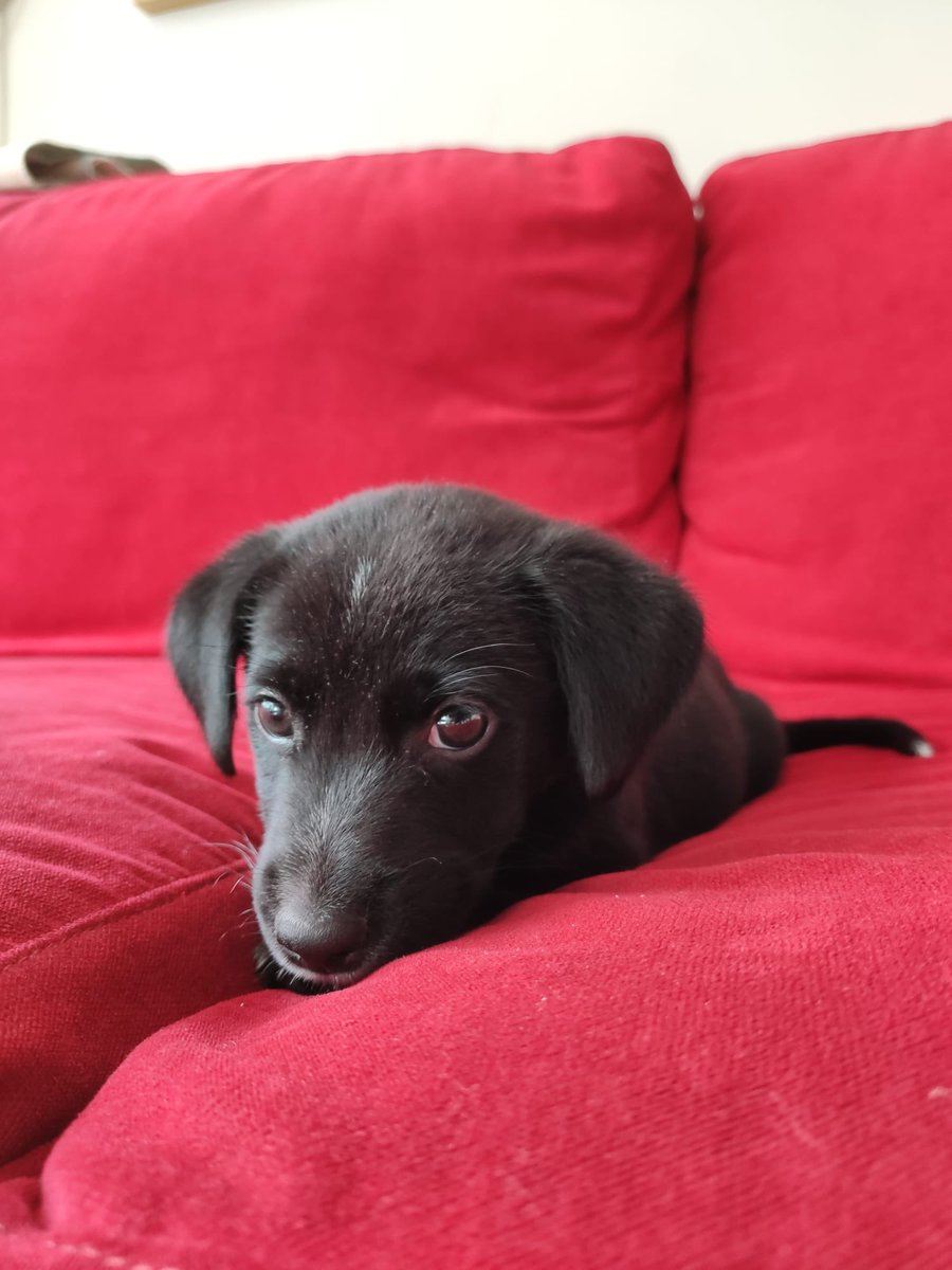HELA_MORE's tweet photo. Bebé Brunilda viendo que no la quieres adoptar.😕

¿Le das una oportunidad? 🥹
Estamos en CDMX. https://t.co/o0uKC2XyDa