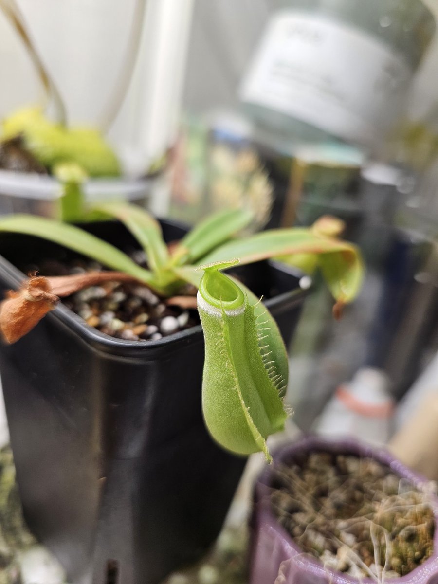 개이쁜 네펜데스~~~!
히히 친구찬스로 하나 업어왔다
요시리즈로 블랙 레드도 있는데 걔들도 갖고싶당😢