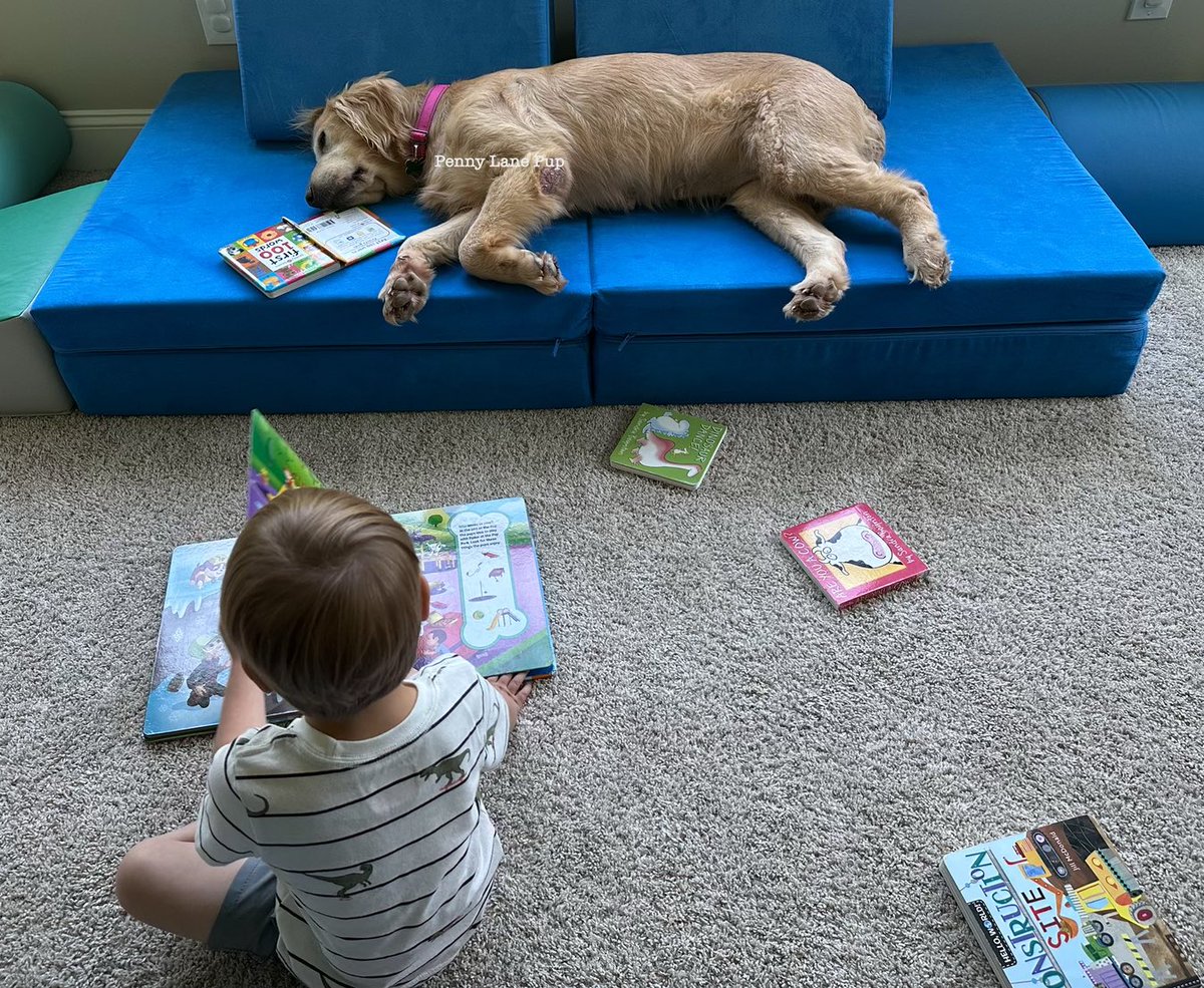 Penny_Lane_Pup's tweet photo. Not everypawdy has da stamina to make it thru storytime 🤣🤣🤣🤣😴
#buttercup #t2b2 #fosterpup https://t.co/l6sBA08Pmh