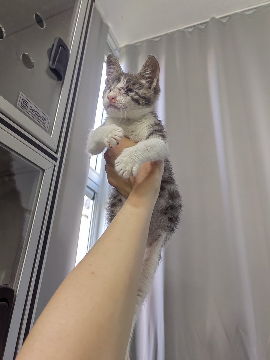 Şu duruştaki çok bilmişliğe bir bakar mısınızz? Yuvası olsa yuvasında yapardı çok bilmişliğini😻