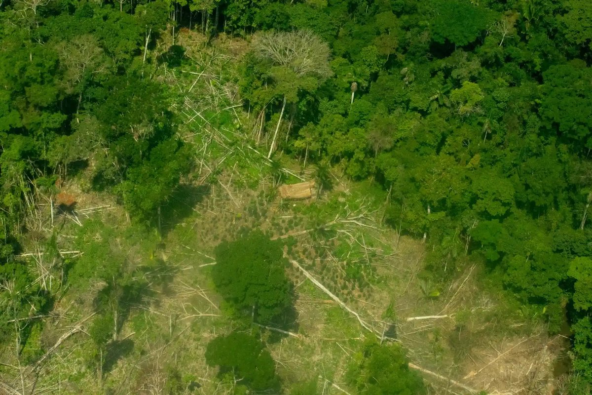 Desde 2003, @OrpioA pide la creación de la reserva Yavarí Mirim en Loreto. Mientras el Estado posterga decisiones, ya se han perdido más de 95 mil hectáreas de bosque. Líderes exigen al <a href="/MinCulturaPe/">Ministerio de Cultura</a> convocar a la comisión pendiente. 🌳🪵 inforegion.pe/yavari-mirim-l…
