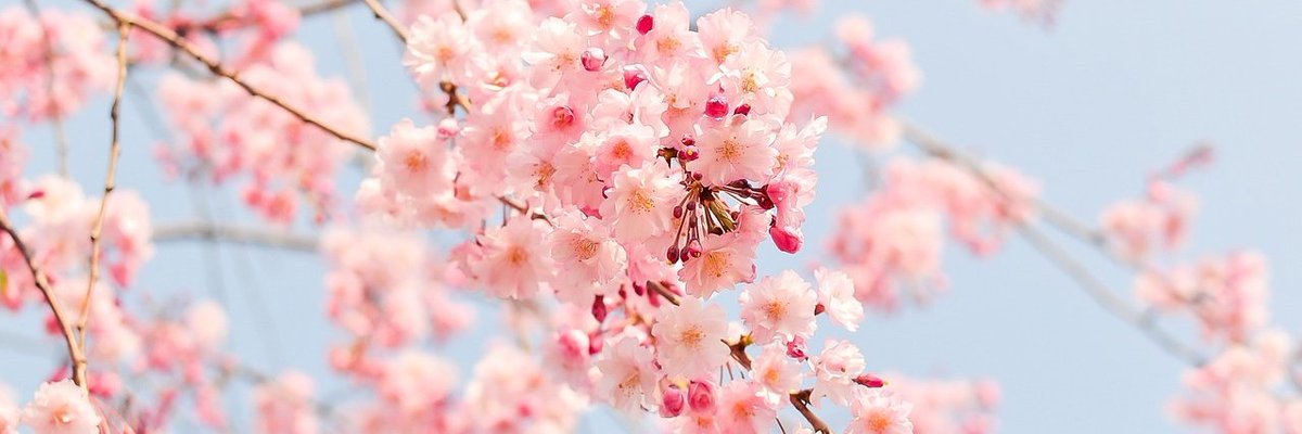 S_MarieAlice's tweet photo. Right now in Japan, it’s the government &amp; a certain country vs. the Japanese people.
We fight every day to reclaim true democracy.
There are still decent Japanese politicians.
We will never give up on Japan — or peace.
#Japan #Freedom #Democracy https://t.co/DHMq0bMrbT