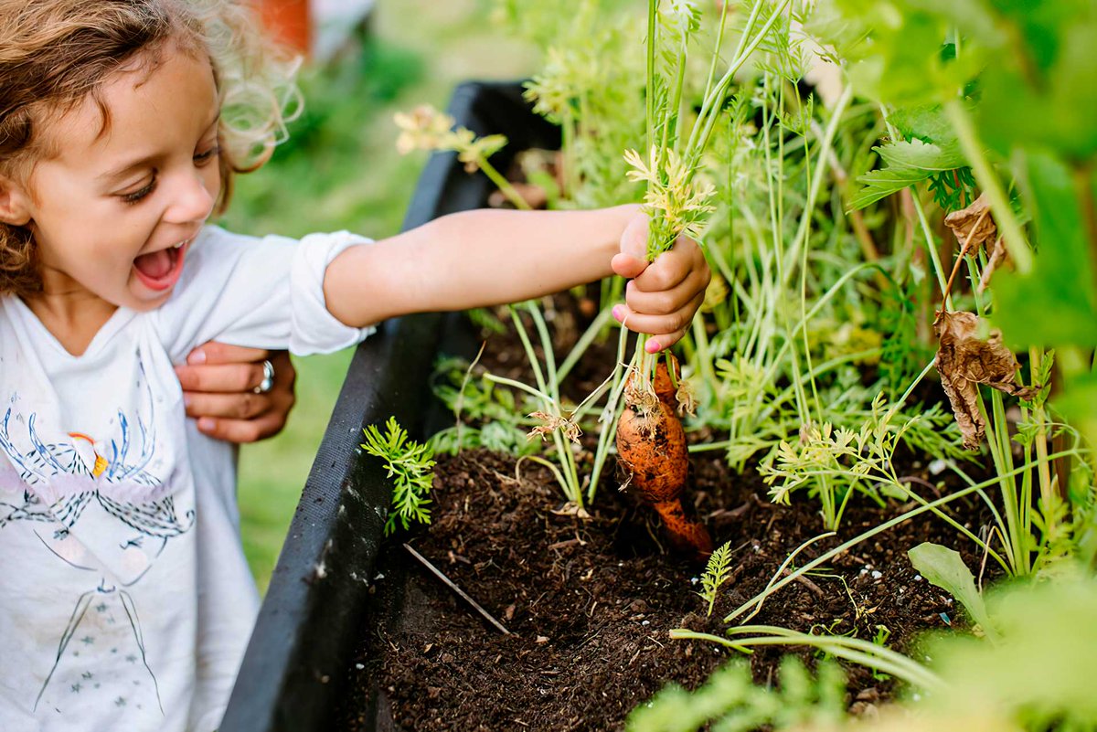 Jardinería divertida: ¡Siembra tus propias plantas en casa!
miramami.com/post/jardineri…