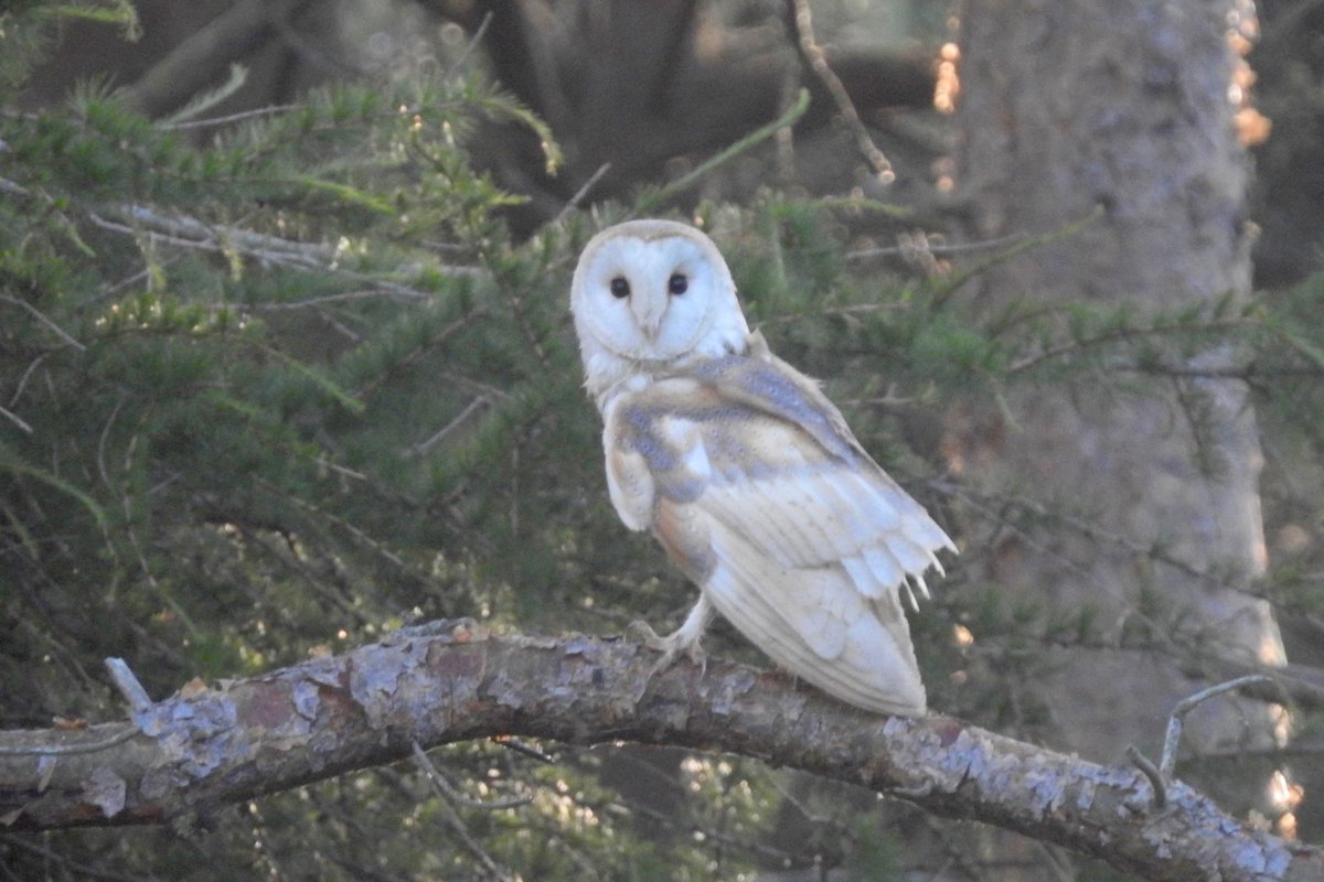 Pat Hogarth tweet media