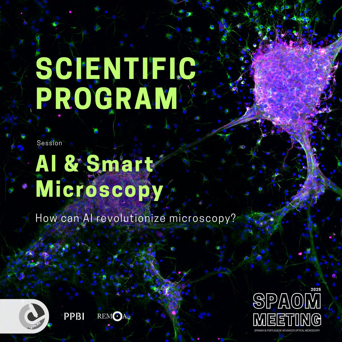 🚨 New at #SPAOM2025 🇵🇹:

🧠 AI &amp; Smart Microscopy 🔬🤖
From real-time imaging to AI-driven analysis, this session dives into the future of automated microscopy &amp; data workflows.
🗓️ 5-7 Nov

#Microscopy #AI #SmartLab #Neurotech #ComputationalImaging