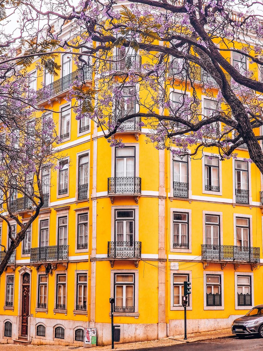 A yellow building kissed by jacarandas. This is what Lisbon is made of.

#VisitLisboa 
visitlisboa.com 
📍 Lisboa
📷  @lisbonscape
