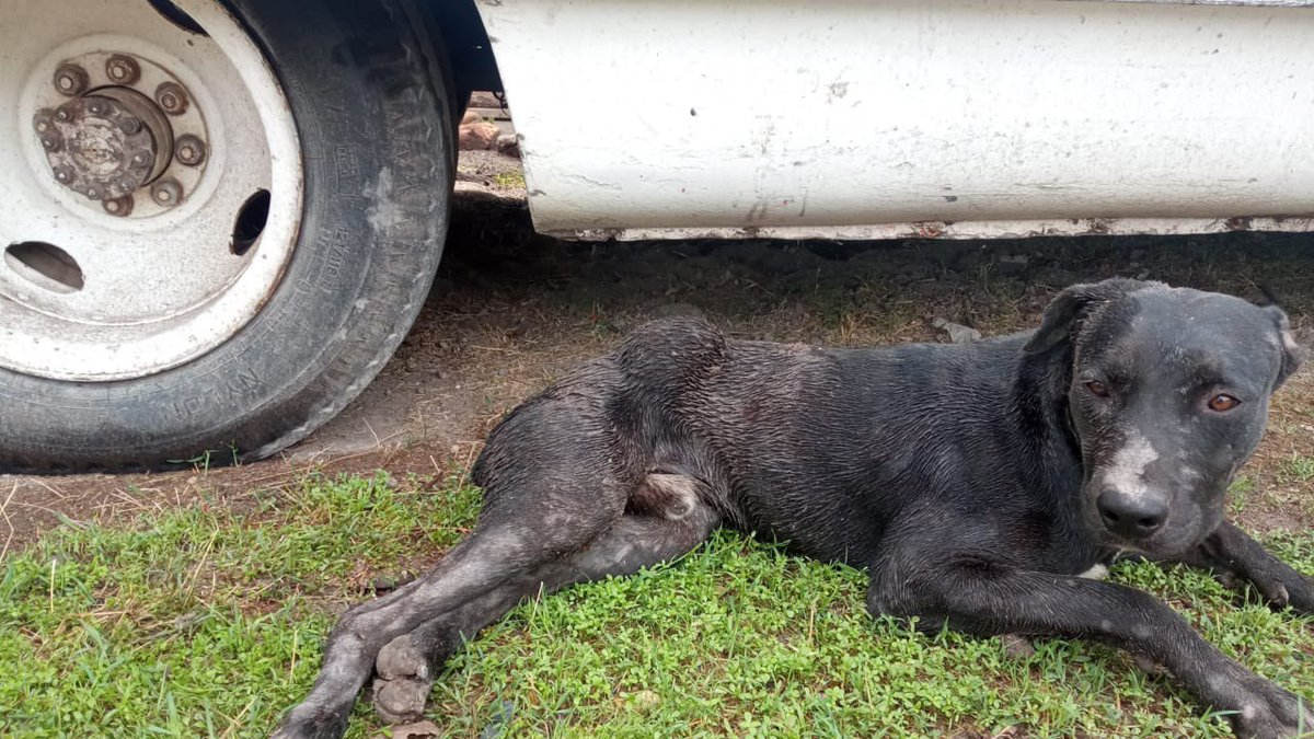 Para comenzar la semana… Lomito herido a balazos en el poblado Calera, Durango.  Vecinos señalan a un hombre de apellido Atayde. <a href="/DMSPDGO/">DMSP DGO</a> <a href="/DgoFiscalia/">Fiscalía Durango</a>