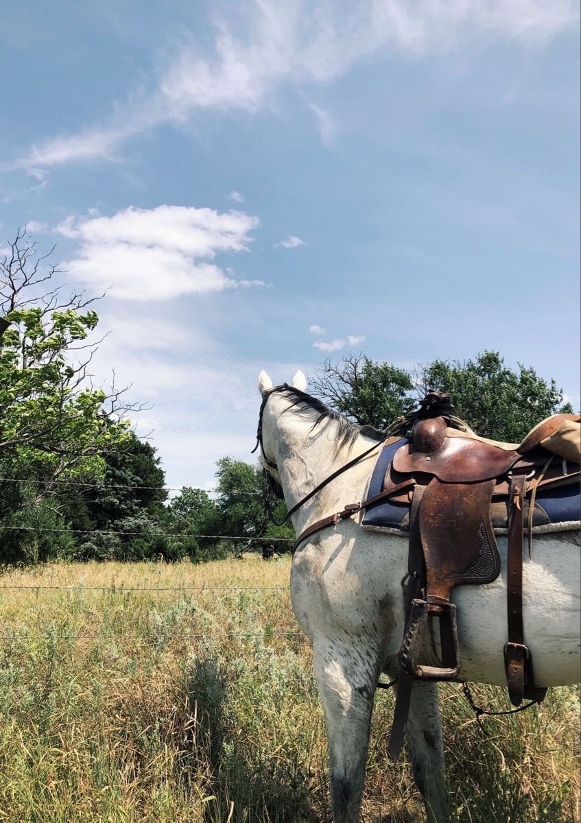 ну что, кто на белом коне прокатится?