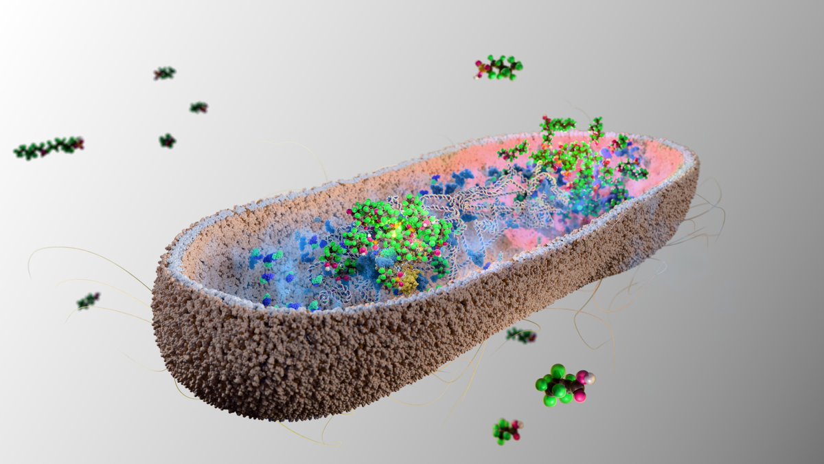 MRC_TU's tweet image. Researchers in the Patil Lab have discovered that certain species of gut bacteria can absorb PFAS. Boosting these species in our gut microbiome could be a new way to protect us from the harmful effects of PFAS.
Read more here: buff.ly/4FsVFsS
@Cambridge_SBS