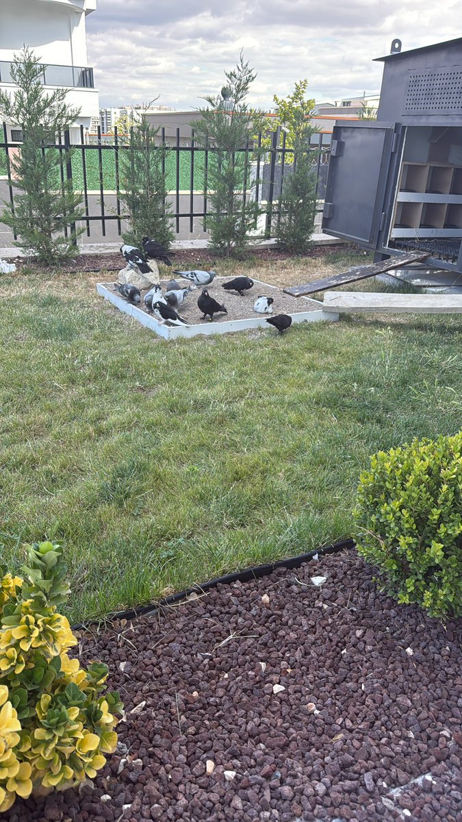 Şampiyonlar Ligi Maşallah 🧿