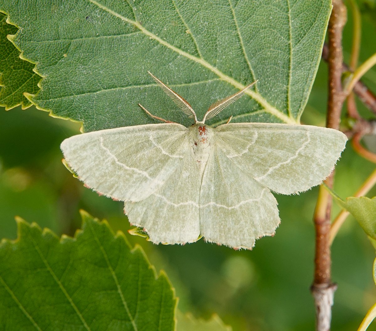 dartfordtrapper's tweet image. Another very hot survey, this time looking for Sussex Emerald at a recently colonized site. Bright Wave and Sitochroa palealis were also good to see.