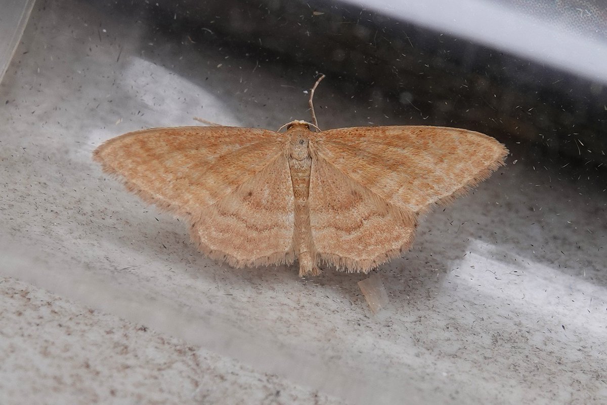 dartfordtrapper's tweet image. Another very hot survey, this time looking for Sussex Emerald at a recently colonized site. Bright Wave and Sitochroa palealis were also good to see.