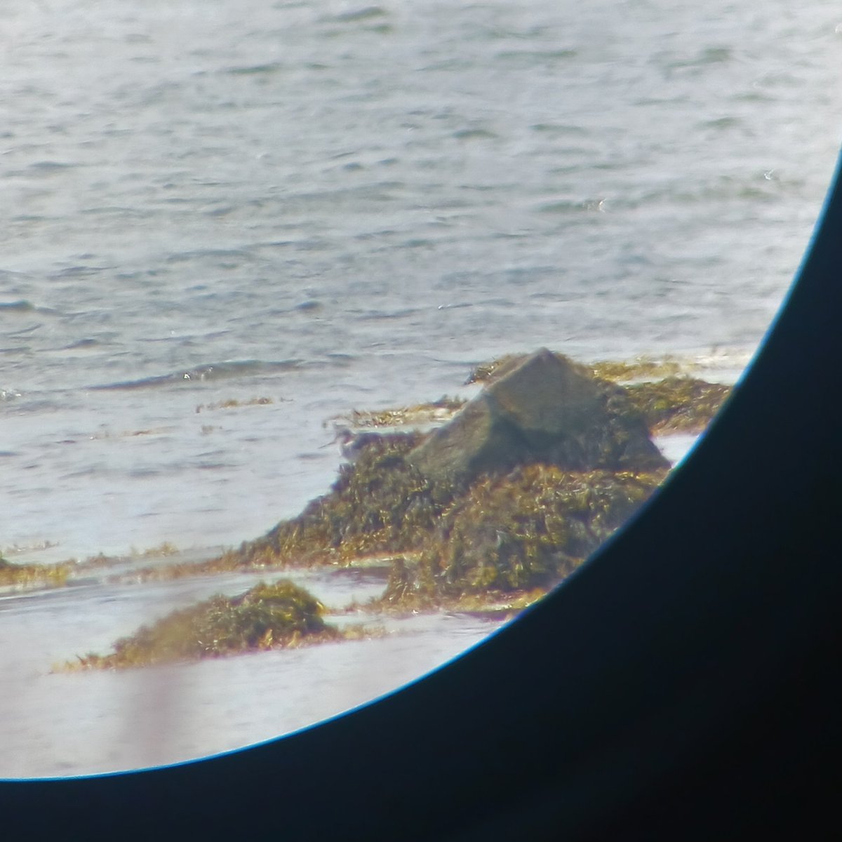 charlie lyons tweet media