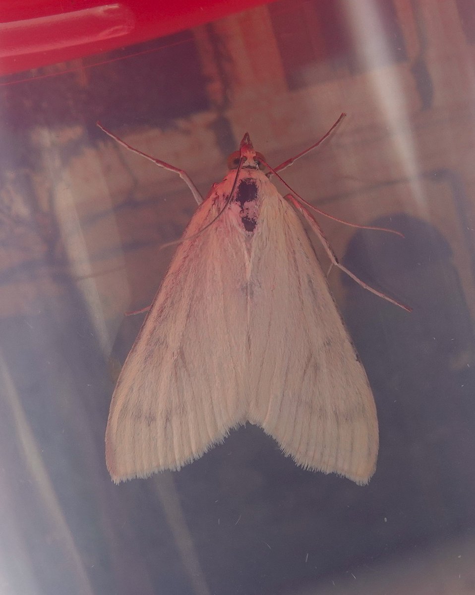 dartfordtrapper's tweet image. Another very hot survey, this time looking for Sussex Emerald at a recently colonized site. Bright Wave and Sitochroa palealis were also good to see.
