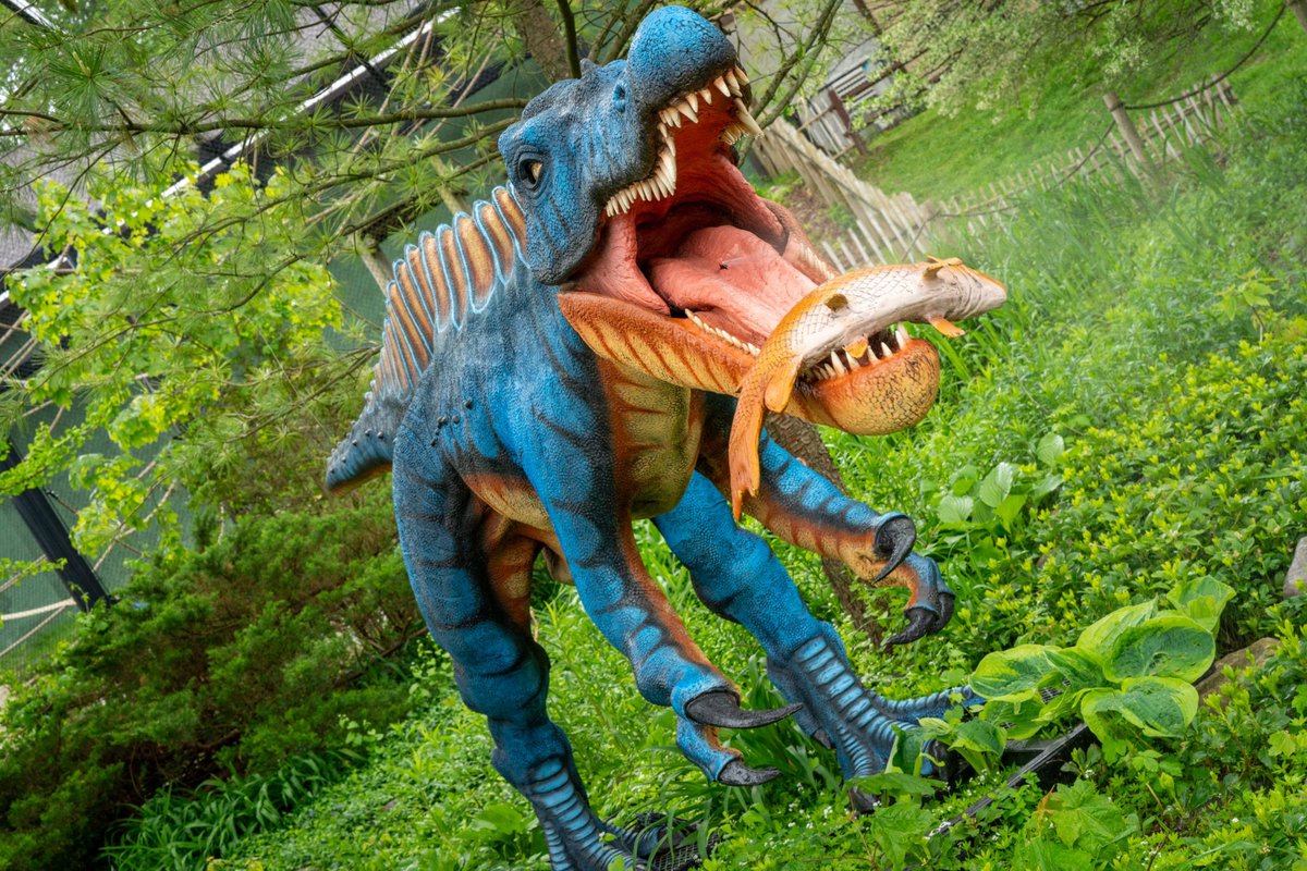 🦖 Meet the Suchomimus at Dino Discovery! 

With 100+ teeth and a crocodile-like snout, this 30-ft river hunter was built for catching fish. 

🐊 See it up close—now at the Utica Zoo! 

👉 UticaZoo.org/DinoDiscovery 

#Suchomimus #DinoDiscovery #UticaZoo #UticaNY