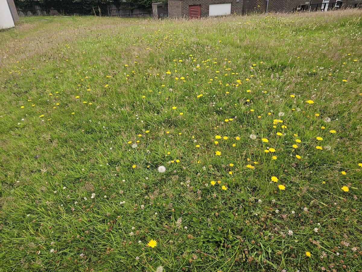 MarkSmyth1960's tweet photo. @donnarainey4 fantastic to see Antrim Health Centre has embraced no mow
Well done @NHSCTrust 
#dontmowletitgrow
#letitbloomjune https://t.co/qb8kOBKD0Q