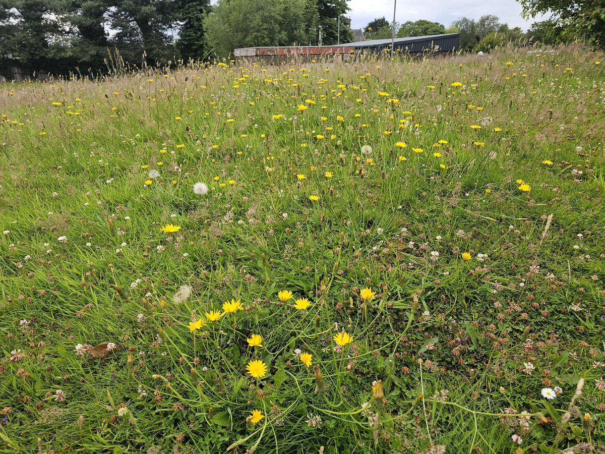 MarkSmyth1960's tweet photo. @donnarainey4 fantastic to see Antrim Health Centre has embraced no mow
Well done @NHSCTrust 
#dontmowletitgrow
#letitbloomjune https://t.co/qb8kOBKD0Q