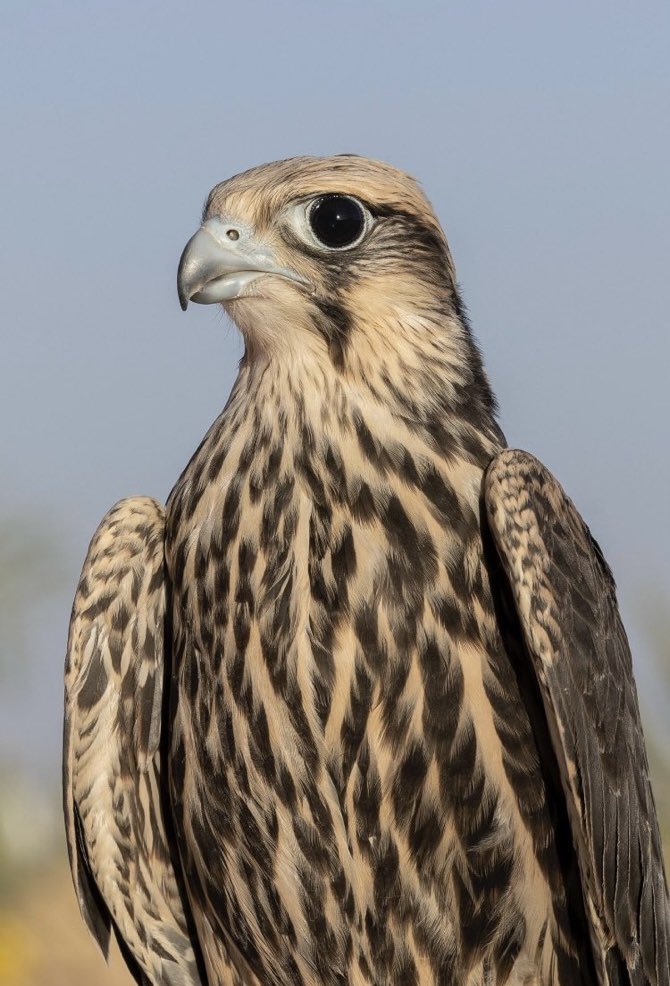 الايام دواره وحنا معاها ندور
ولافيه آمان الا مع الله سبحانه
#فهدعلي الخياري