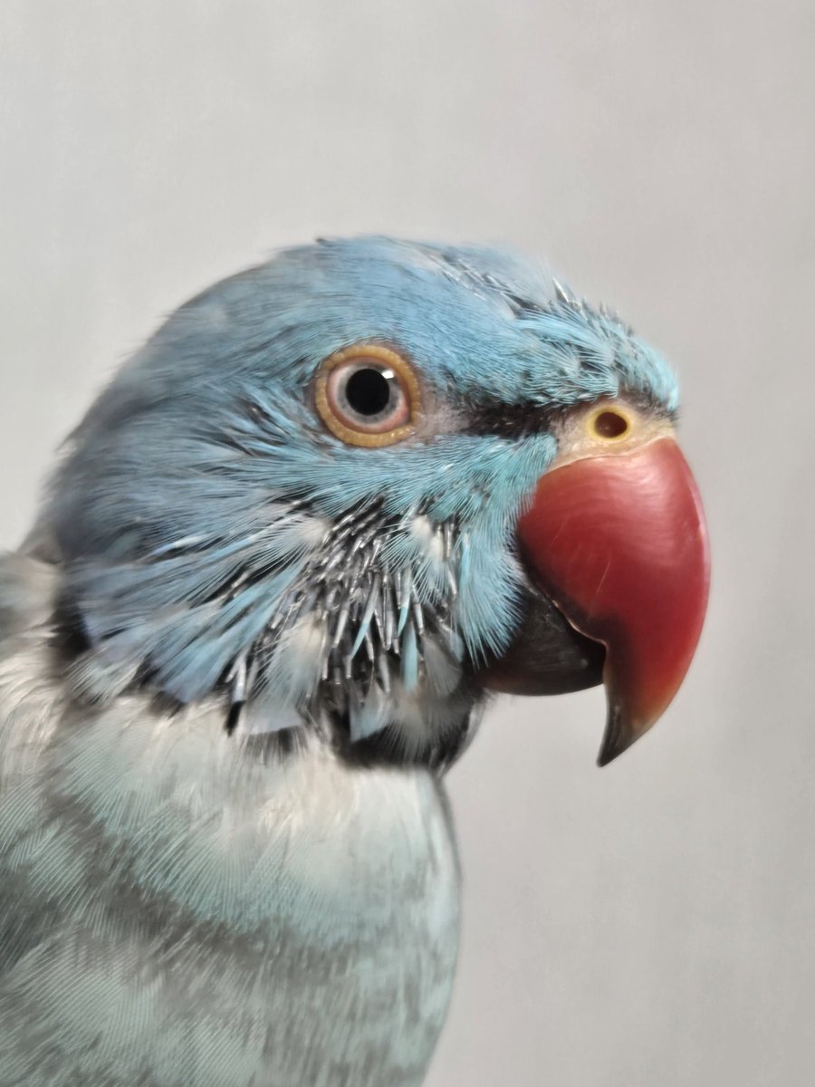 근황을 살짝 올리자면 소다는 엄청난 털갈이를 하고있습니다.