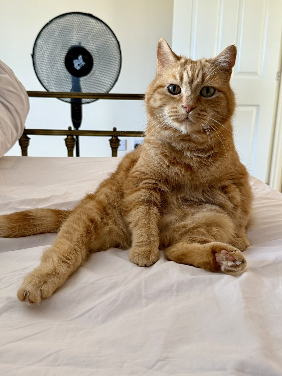 Can you turn the heating down please? I’m sweating my floofy bits off here. #CatsOnTwitter #CatsOnX
