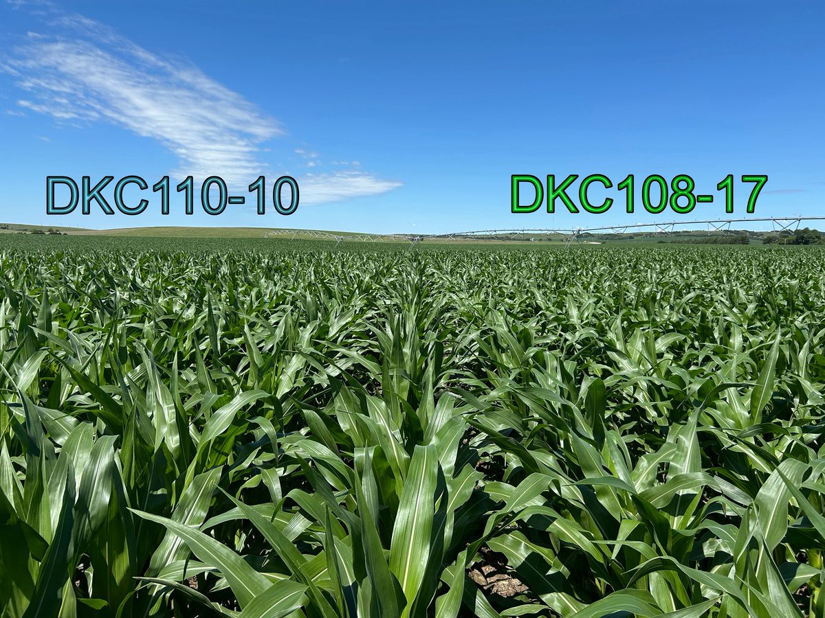 The way these two look it’s hard to pick a favorite 🌽 <a href="/Asgrow_DEKALB/">DEKALB Asgrow Seed</a>