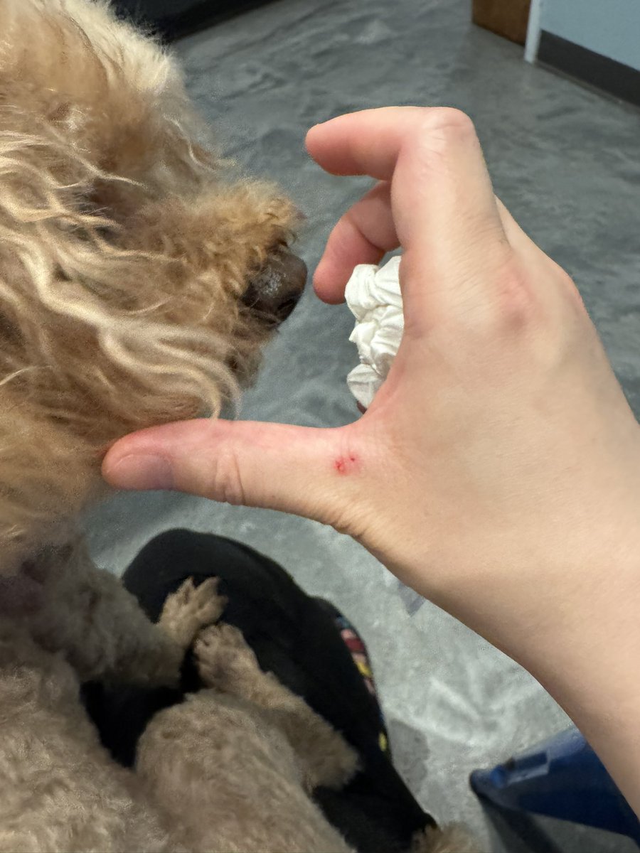 misty0516's tweet photo. That dog is small but strong, my hand got injured too with wounds and bruises when I tried to rescue Lucky. 
However when I confronted the dog owner, I didn’t even get a sorry. https://t.co/cksxzNObCR