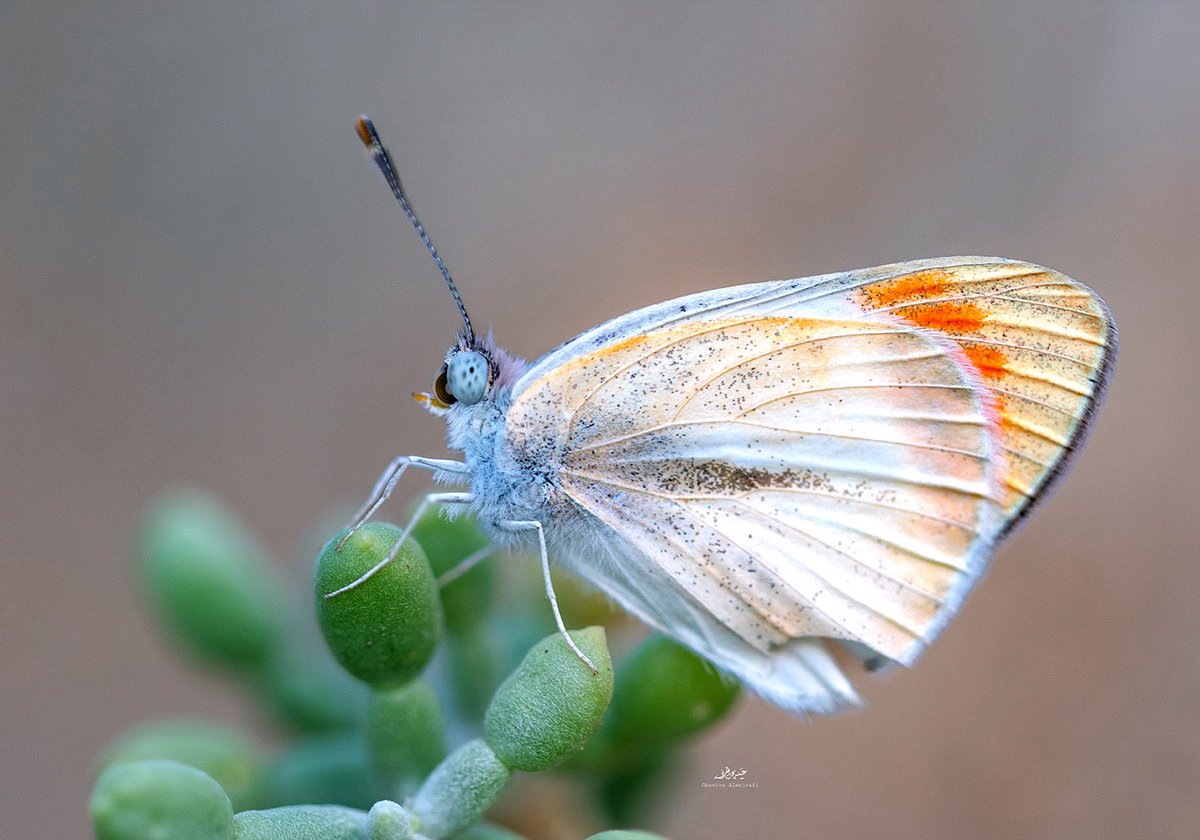 ghaniya_majrafi's tweet photo. :

فراشة الصحراء برتقالية الطرف 

desert orange tip butterfly

: https://t.co/xubVeyetPe