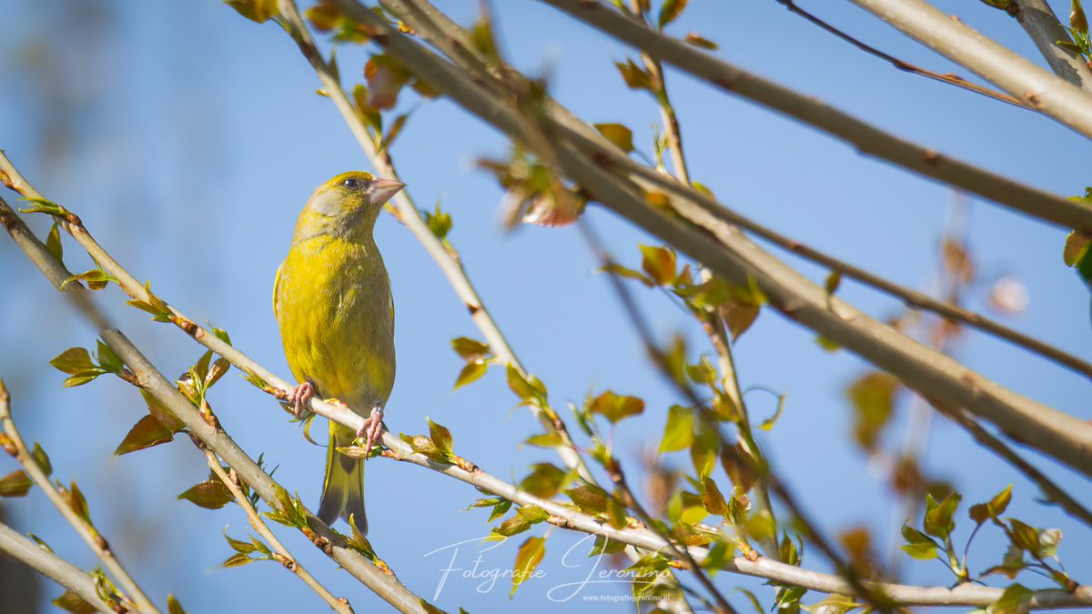 Deze #Groenling zat ook heerlijk van het zonnetje te genieten bij de #jachthaven #Dintelmond in #Heijningen 🐦

#vogel #vogelfotografie #natuurfotograaf #natuurfotografie <a href="/vogelnieuws/">Vogelbescherming NL</a> <a href="/VroegeVogels/">Vroege Vogels</a> @Natuurmonument <a href="/OERRR/">OERRR</a>