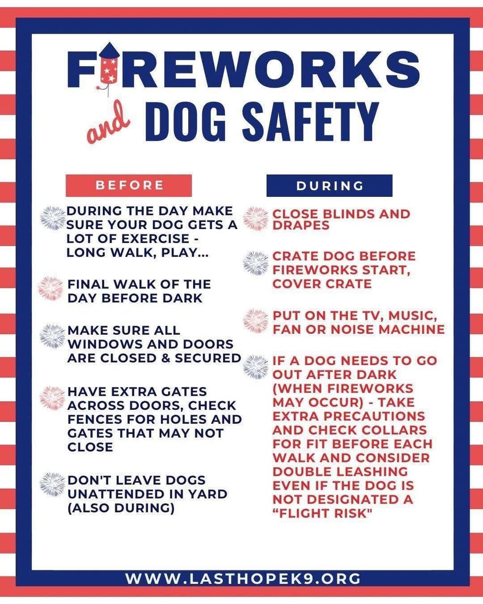 Brownie the Dachshund 🌈 (@browniethedach1) on Twitter photo 