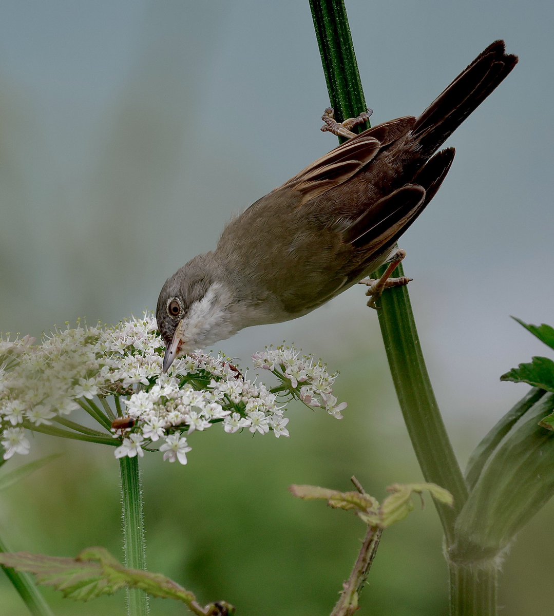 stevesando1's tweet image. Common Whitethroat checking out the countryside ‘dinner plates’. Cornwall, today.
@CBWPS1 #birdphotography #NaturePhotography #birds #birding #wildlifephotography