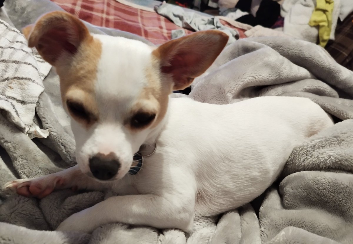 MILLIE HOME SAFE. THANKS FOR RT's 😊🐕🐾

🆘28 Jun 2025 #Lost Millie #ScanMe
Chihuahua Cross Female 
Bexhill Road #StLeonardsOnSea St. Leonards-on-sea #EastSussex #TN38 #Hollington East Sussex doglost.co.uk/dog/198851