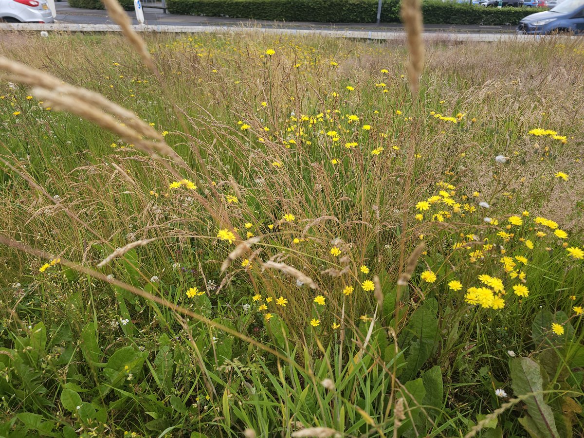 MarkSmyth1960's tweet photo. @lidl_ni I love the now mow areas at Lidl Antrim. Why isn't the whole site like this? You also need to remove mowed material don't just leave it 
@donnarainey4 
#nomowletitgrow
#letitbloomjune https://t.co/2ZY3NxkIJa