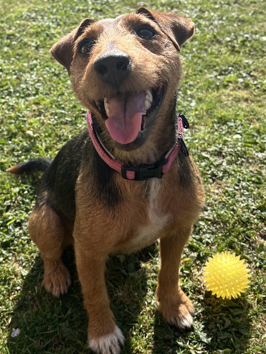 millypod1's tweet photo. 🆘27 Jun 2025 #Lost Doris #ScanMe
Black & Tan Terrier Cross Female
Chapelhill Road #Moreton #Wirral #Merseyside #CH46
Leasowe and Moreton East, Cheshire
https://t.co/0T8Dc0M3kH https://t.co/37IhzKBApy