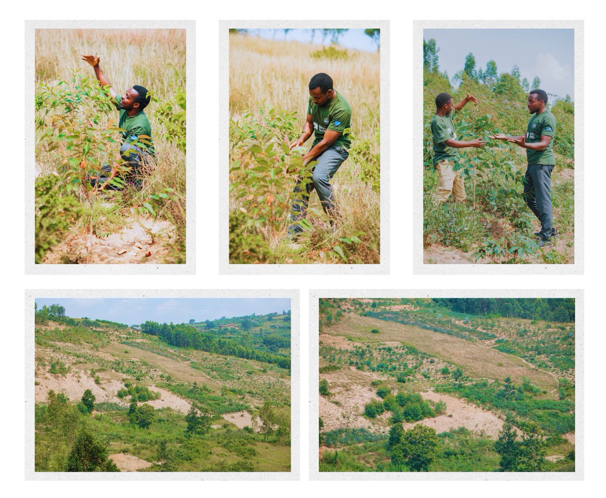 Have you ever wondered how our planted trees are thriving in <a href="/GisagaraDistr/">Gisagara District</a>? Have you realized that the growth monitoring of these planted trees is ongoing? Your concerns are valid, and now is the perfect time to receive a response. Our planted trees are thriving, and the