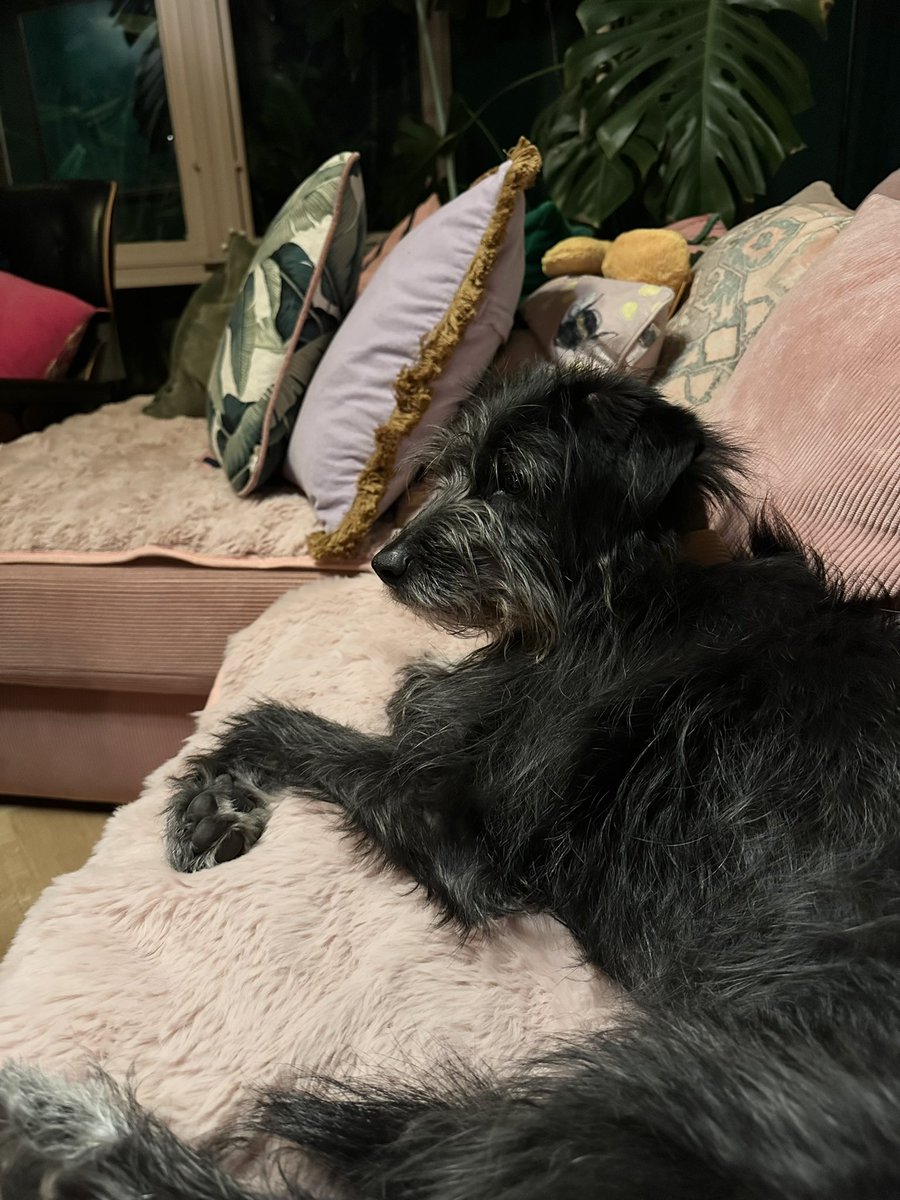 For dogs, is balsamic vinegar safe? Because I just witnessed Disco, after I left her alone for thirty seconds, licking the remains of some on my plate. The offender ☹️