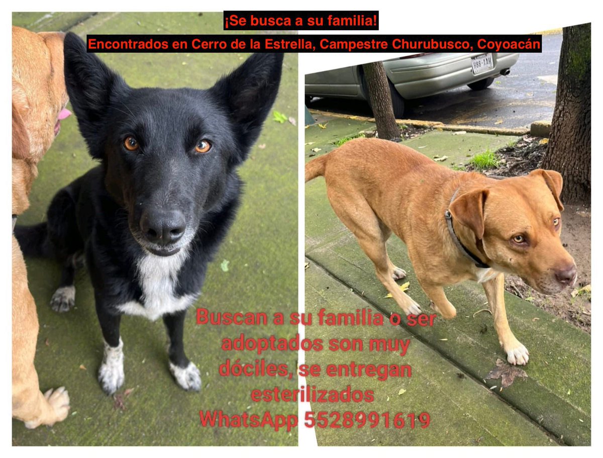 Se busca a su familia.🙏🏼

Los encontraron en Cerro de la Estrella,colonia Campestre Churubusco.
Alcaldía #Coyoacán #CDMX 
#Encontrados