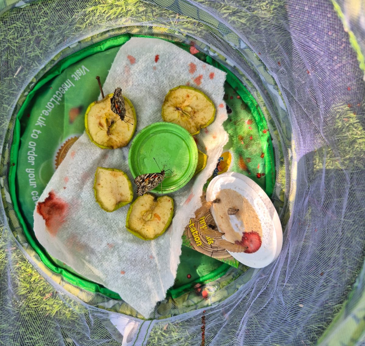 Leechapelsch's tweet image. We have extended our Reception children’s learning and knowledge on the lifecycle of butterflies this week. 
The children have watched the caterpillars turn into cocoons and finally into butterflies 🦋 
#Science #Nature #ExtendedLearning