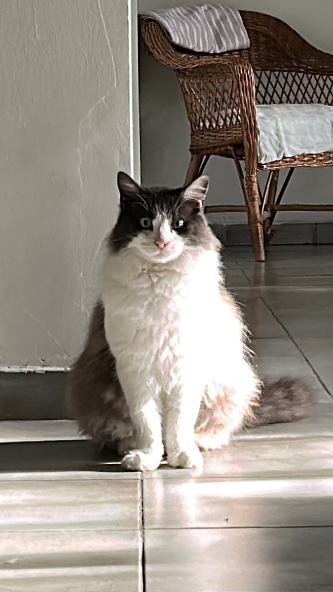 DelfiiDelArcas's tweet photo. Buenas! estoy buscando a mi gato, RENÉ, es un gato adulto castrado. hace 4 días no vuelve a casa. Como verán es peludo, gris y blanco. Si saben algo o lo vieron por favor comunicarse con alguno de los numeros en la foto. Tambien ayudaría mucho que compartan la publicacion! https://t.co/FZ7wUaHQvR