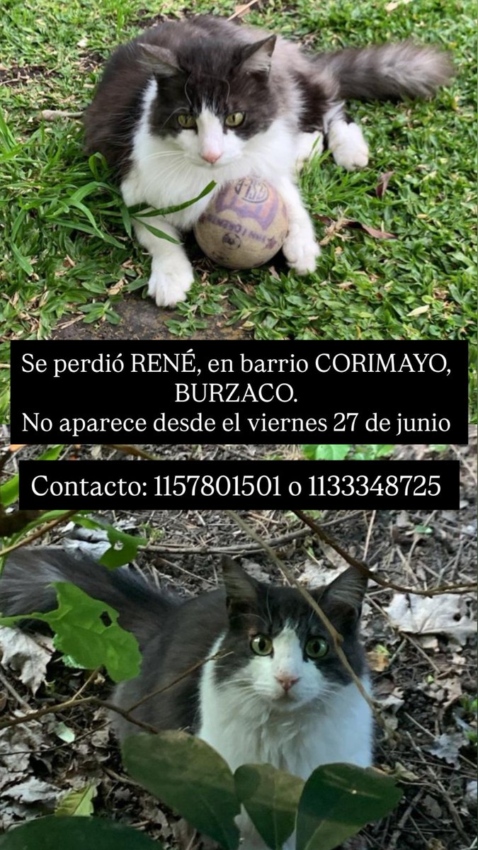 DelfiiDelArcas's tweet photo. Buenas! estoy buscando a mi gato, RENÉ, es un gato adulto castrado. hace 4 días no vuelve a casa. Como verán es peludo, gris y blanco. Si saben algo o lo vieron por favor comunicarse con alguno de los numeros en la foto. Tambien ayudaría mucho que compartan la publicacion! https://t.co/FZ7wUaHQvR