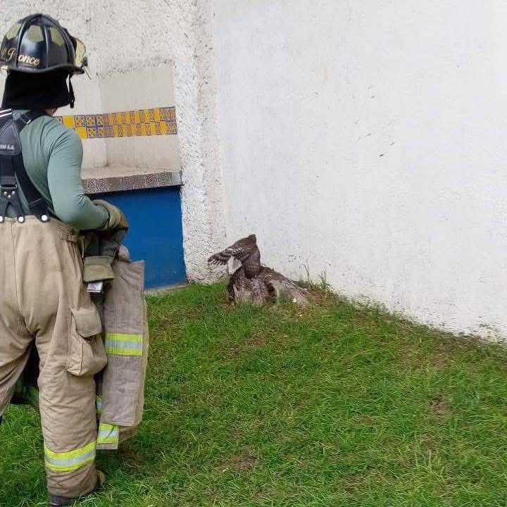 Elementos de la Coordinación de Protección Civil y Bomberos de Metepec, rescataron a un halcón que se encontraba en el área verde de la Privada Arboledas, en la colonia La Purísima.

📌 El ave será entregada a la PROFEPA.